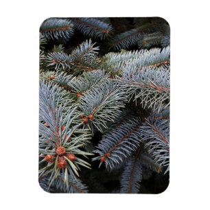 Tannenknospen Magnet