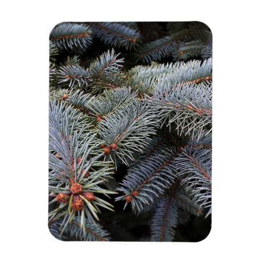 Tannenknospen Magnet (Vertikal)