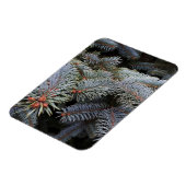Tannenknospen Magnet (Linke Seite)
