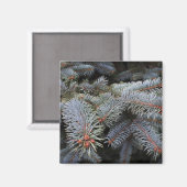 Tannenknospen Magnet (Vorderseite/Rückseite)