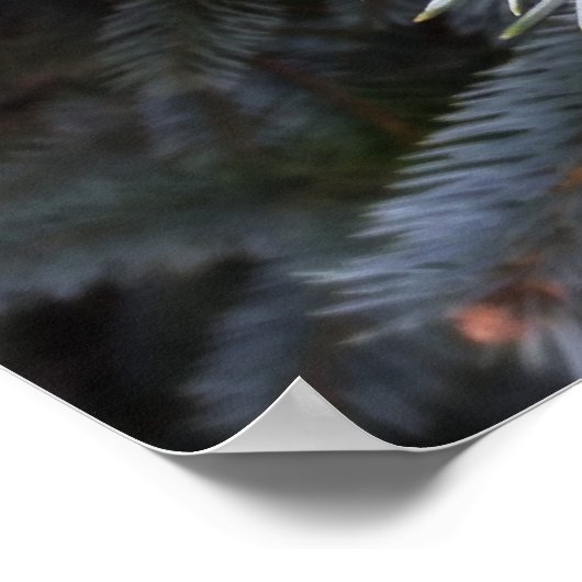 Tannenknospen Poster (Ecke)