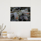 Tannenknospen Poster (Küche)