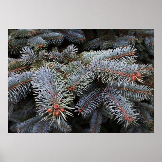 Tannenknospen Poster (Vorne)