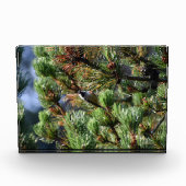 Tannenmeise fotoblock (Vorderseite)