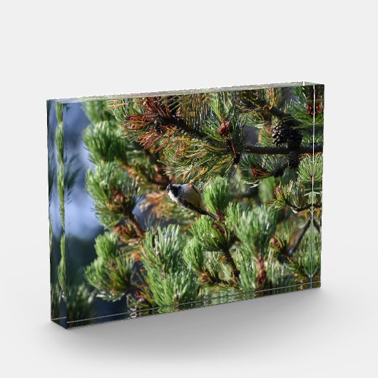 Tannenmeise fotoblock (Links)