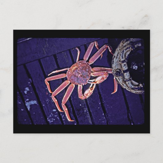 Tanner Crab Postkarte (Vorderseite)