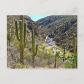 Tanque Verde Canyon Postkarte (Vorderseite)