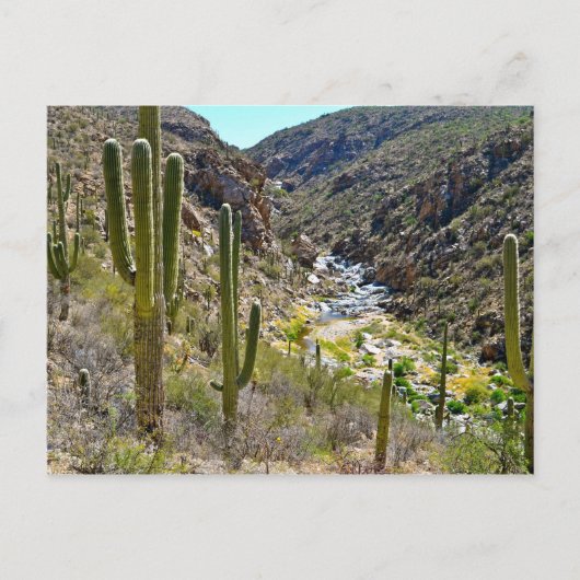 Tanque Verde Canyon Postkarte (Vorderseite)