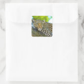 Tansania Leopard Stickers (Tasche)