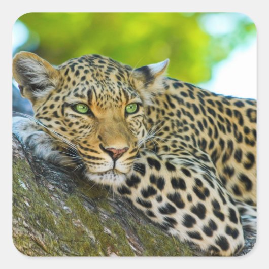 Tansania Leopard Stickers (Vorderseite)