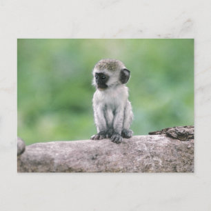 Tansania, Ngorogoro-Krater. Nahaufnahme von wild Postkarte