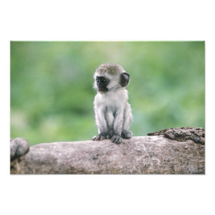 Tansania, Ngorogoro-Krater. Naher Wildbestand Fotodruck