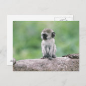 Tansania, Ngorogoro-Krater. Naher Wildbestand Postkarte (Vorne/Hinten)