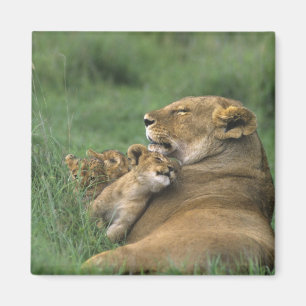 Tansania, Ngorongoro-Krater. Afrikanische Löwenmut Magnet
