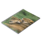 Tansania, Ngorongoro-Krater. Afrikanische Löwenmut Notizblock (Linke Seite)