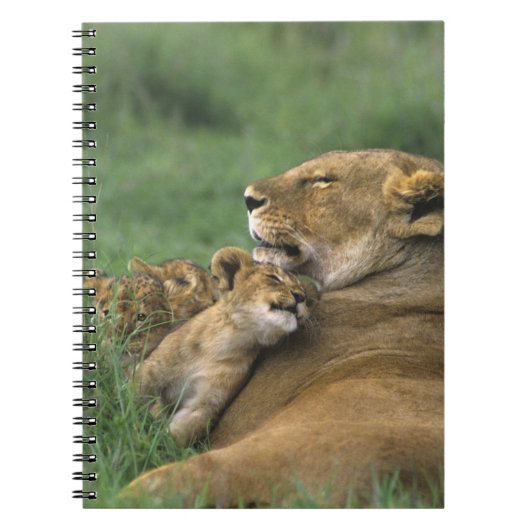 Tansania, Ngorongoro-Krater. Afrikanische Löwenmut Notizblock (Vorderseite)