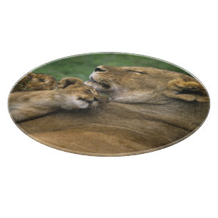 Tansania, Ngorongoro-Krater. Afrikanische Löwenmut Schneidebrett