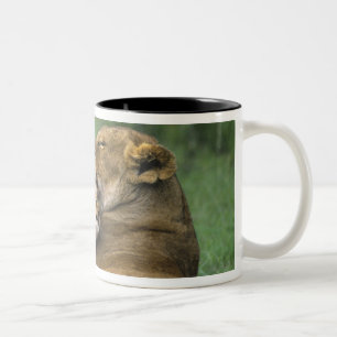 Tansania, Ngorongoro-Krater. Afrikanische Löwenmut Zweifarbige Tasse