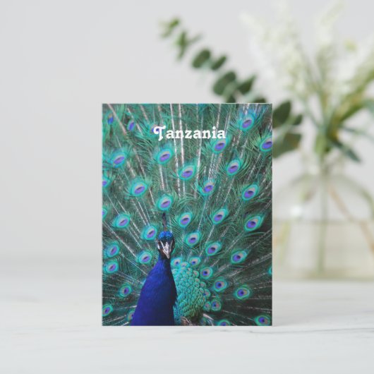 Tansania Peacock Postkarte (Stehend Vorderseite)