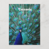 Tansania Peacock Postkarte (Vorderseite)