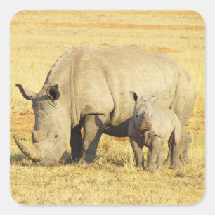 Tansania Rhino Safari auf "Aufkleber anzeigen" Quadratischer Aufkleber