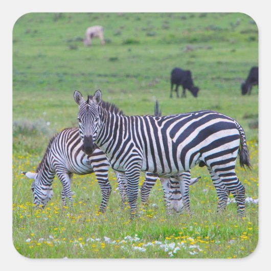 Tansania Zebra Stickers (Vorderseite)