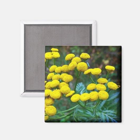 Tansy Blume Magnet (Vorderseite/Rückseite)