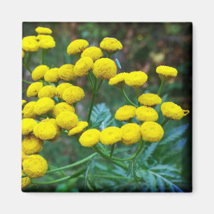 Tansy Blume Magnet