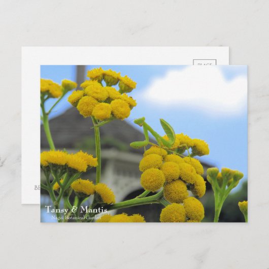 Tansy & Mantis: Postkarte (Vorne/Hinten)