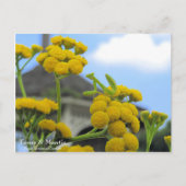 Tansy & Mantis: Postkarte (Vorderseite)