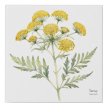 Tansy Pflanze Illustration