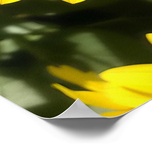 Tansy Rosenweed Poster (Ecke)