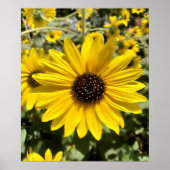 Tansy Rosenweed Poster (Vorne)