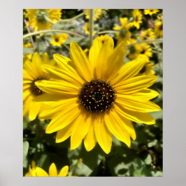 Tansy Rosenweed Poster