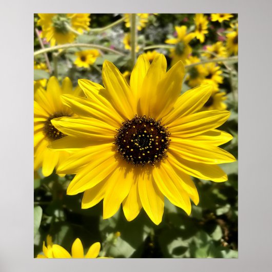 Tansy Rosenweed Poster (Vorne)