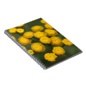 TansyTanacetum vulgare Notizblock (Rechte Seite)