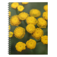 TansyTanacetum vulgare