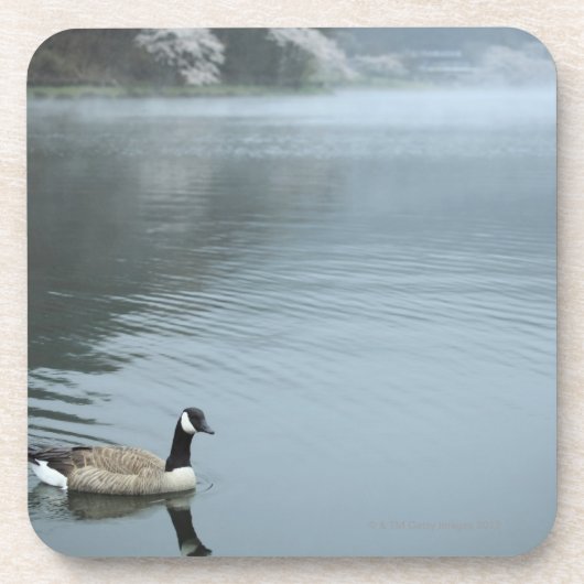 Tanuki-ko, See Tanuki Getränkeuntersetzer (Vorderseite)