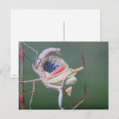 Tanz der Gottesanbeterin- Postkarte (Vorne/Hinten)