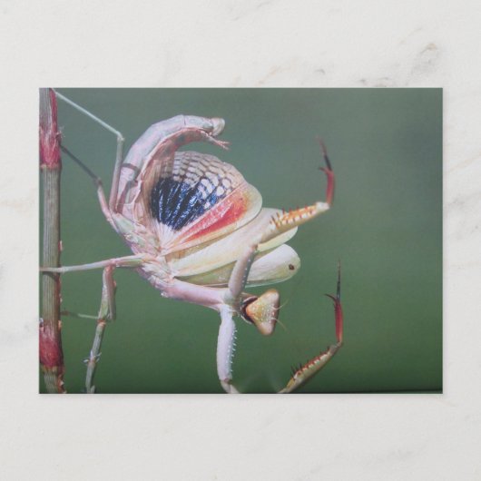 Tanz der Gottesanbeterin- Postkarte (Vorderseite)