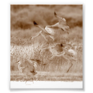 Tanz der Krane Fotodruck