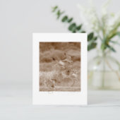 Tanz der Krane Postkarte (Stehend Vorderseite)