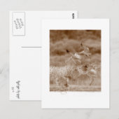 Tanz der Krane Postkarte (Vorne/Hinten)