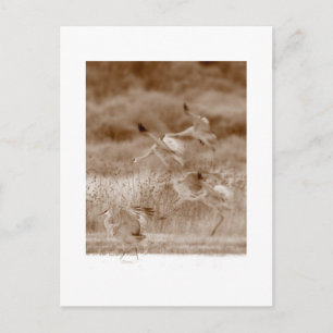 Tanz der Krane Postkarte