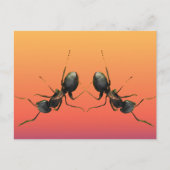 TanzAmeisen Postkarte (Vorderseite)