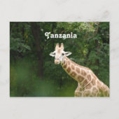 Tanzanian Giraffe Postkarte (Vorderseite)