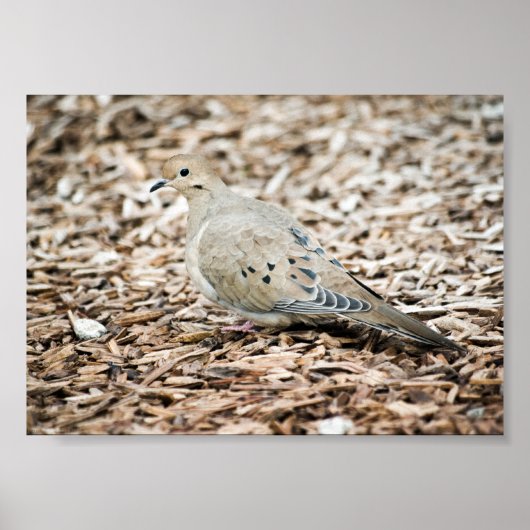 Tanzdruck Poster (Vorne)