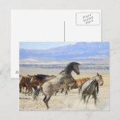 Tänze mit Hooves Postkarte (Vorne/Hinten)