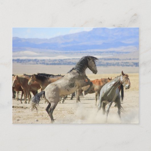Tänze mit Hooves Postkarte (Vorderseite)