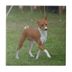 Tänzelnder Basenji Hund Fliese